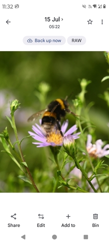 Buff-tailed Bumble Bee