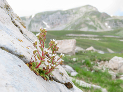Saxifraga adscendens