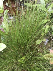 Eleocharis tortilis