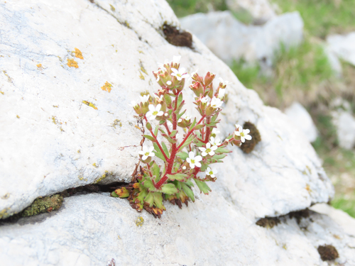 Saxifraga adscendens, photograph 1