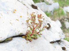 Saxifraga adscendens, photograph (c) Emanuele Santarelli, some rights reserved (CC BY-SA)
