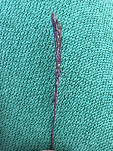 Festuca brachyphylla, photograph 2