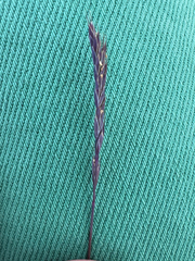 Festuca brachyphylla, photograph (c) Ida B D Jacobsen, some rights reserved (CC BY)