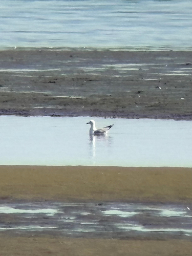 iNaturalist image