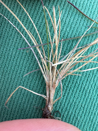 Festuca brachyphylla, photograph 3