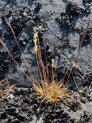 Festuca brachyphylla
