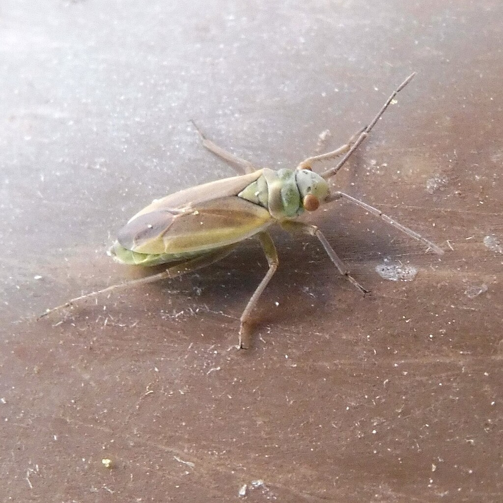 Conostethus griseus