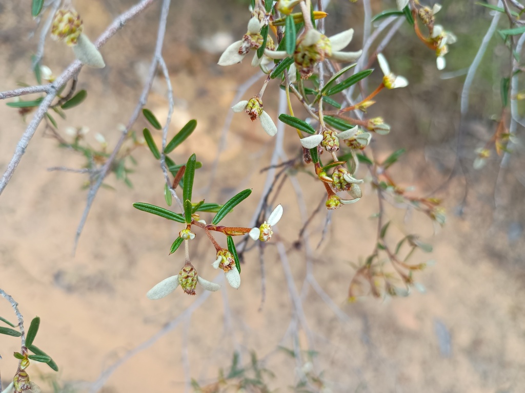 Spyridium vexilliferum; photograph (c) grampianshiker, some rights reserved (CC BY)