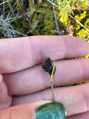Carex norvegica, photograph (c) Ida B D Jacobsen, some rights reserved (CC BY)
