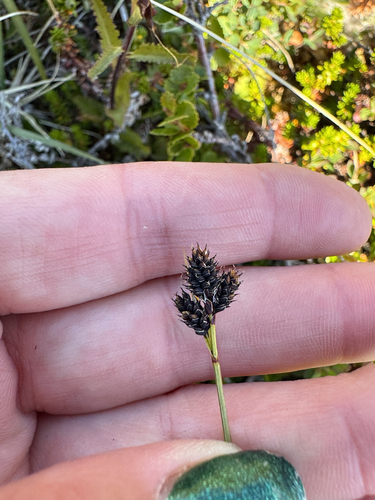 Carex norvegica, photograph 4