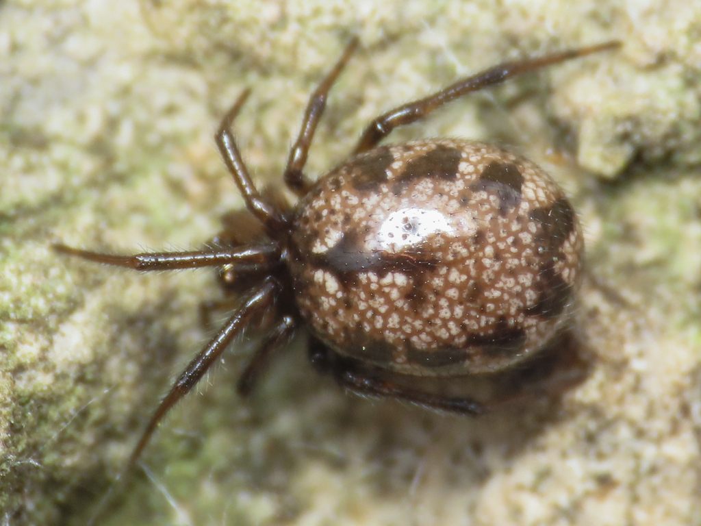 Enoplognatha oelandica