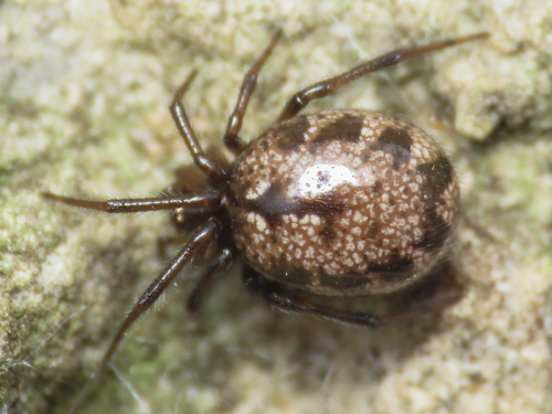 Enoplognatha oelandica