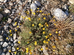 Thymophylla pentachaeta