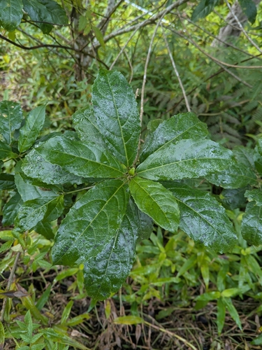Brittlewood