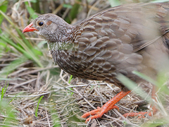 Pternistis squamatus