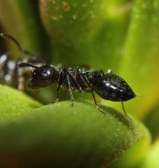 Crematogaster cerasi