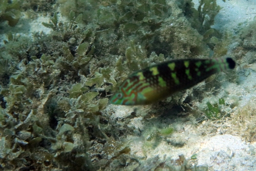 Schwatz's wrasse (Halichoeres papilionaceus) — Labridae — 5