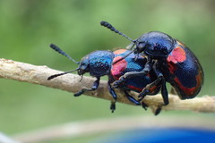 Platycorynus undatus