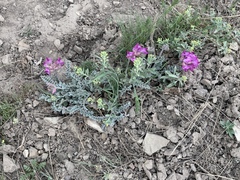 Astragalus utahensis