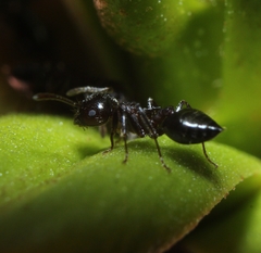 Crematogaster cerasi