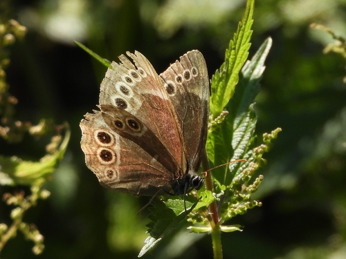 Woodland Brown