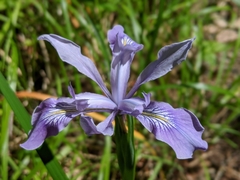 Iris longipetala