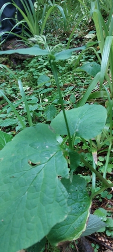 Symphytum cordatum, photograph 1