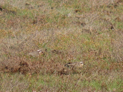 iNaturalist image