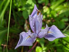 Iris longipetala
