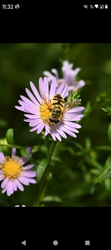 Yellow-haired Sun Fly