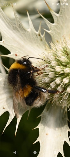 Buff-tailed Bumble Bee
