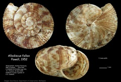 Image of Allodiscus fallax