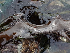 Pleurophycus gardneri