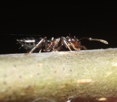 Crematogaster cerasi
