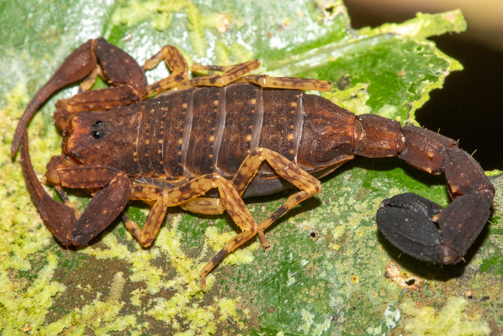 Tityus bastosi