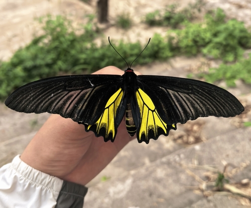 Golden Birdwing