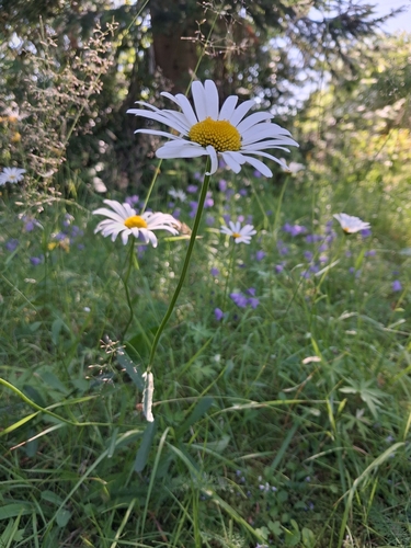 oxeye daisy