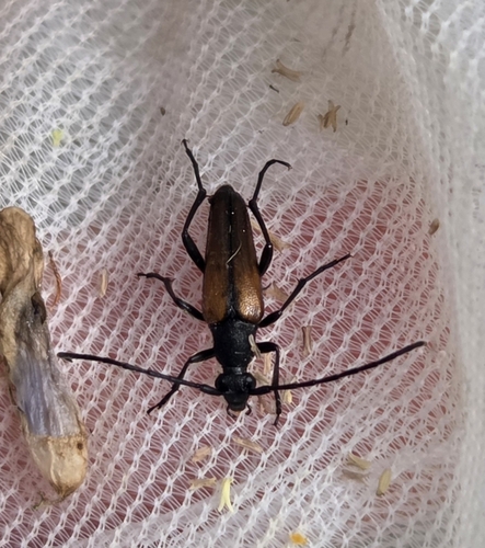Black-striped Longhorn Beetle