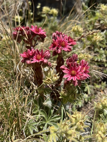 Sempervivum arachnoideum