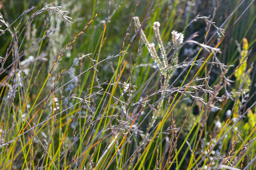 Lepidosperma filiforme observed 2026-07-15