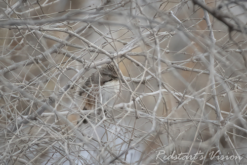 Beijing Babbler
