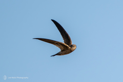 Bradfield's Swift photo 4