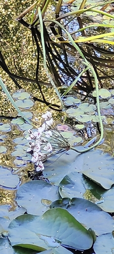Flowering-rush