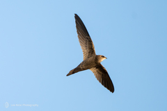 Bradfield's Swift photo 2