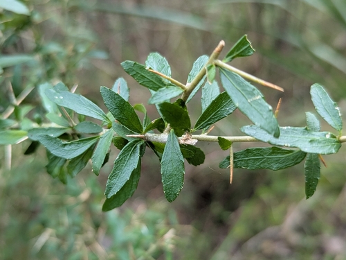 tree violet