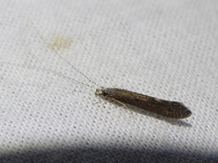 Leptocerus americanus