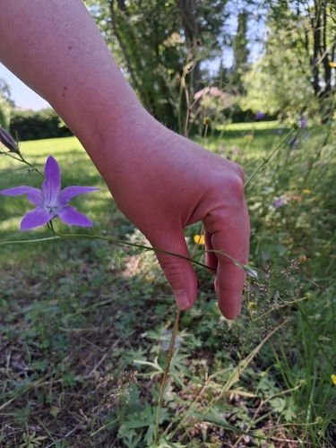 Spreading Bellflower