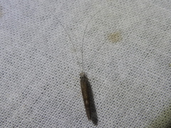 Leptocerus americanus