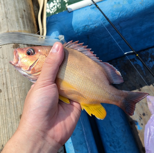 Blacktail Snapper