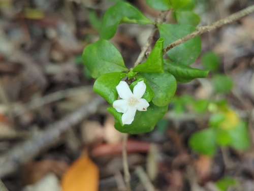 Randia aculeata, photograph 5